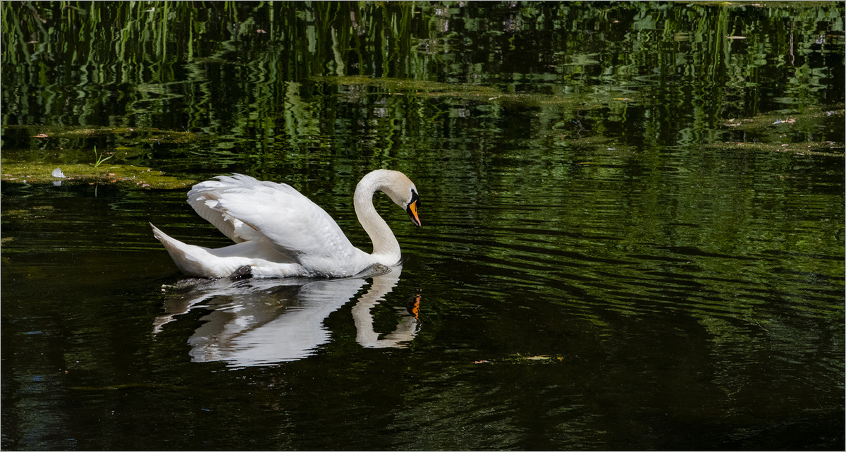 Mute Swan - John Laverock